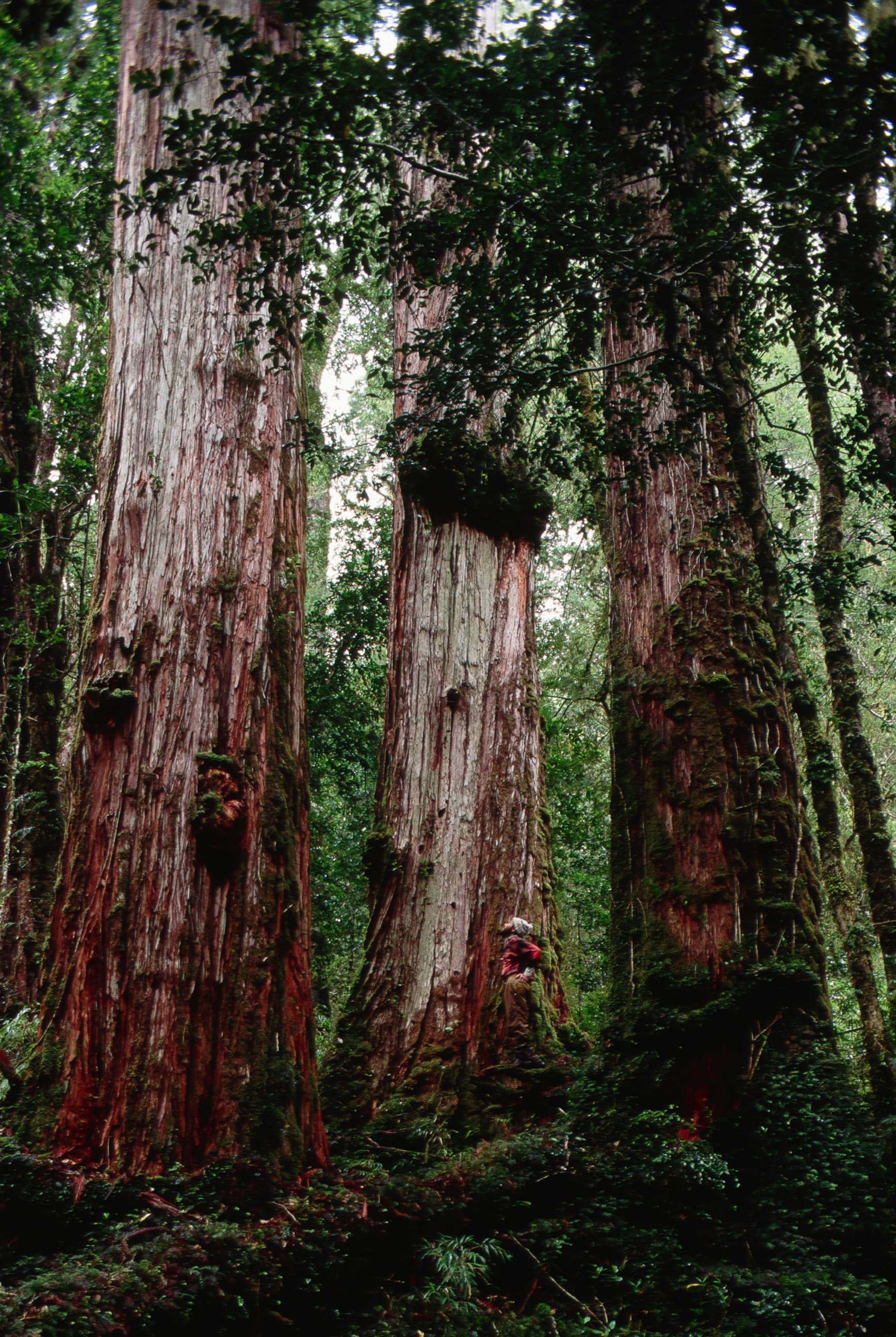 PHOTO: Giant alerce trees, some thousands of years old, stand in a forest in Southern Chile.