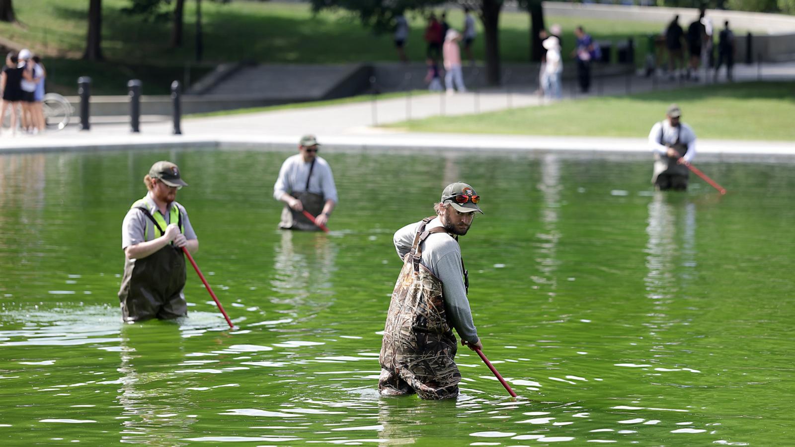 Park Service continues to battle algae in renovated Reflecting Pool