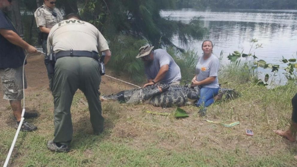 PHOTO: A 12-foot alligator was removed from a lake at the Silver Lakes Rotary Nature Park in Davie, Florida, after a woman went missing. 