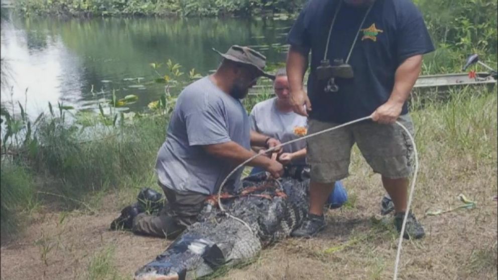 PHOTO: A 12-foot alligator was removed from a lake at the Silver Lakes Rotary Nature Park in Davie, Florida, after a woman went missing. 