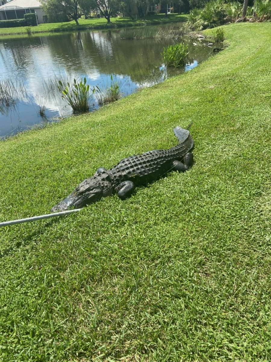 PHOTO: The suspected alligator in the attack on a 23-year-old woman at the edge of a lake is seen here after it was captured in Fort Myers, Fla., Sept 10, 2020.