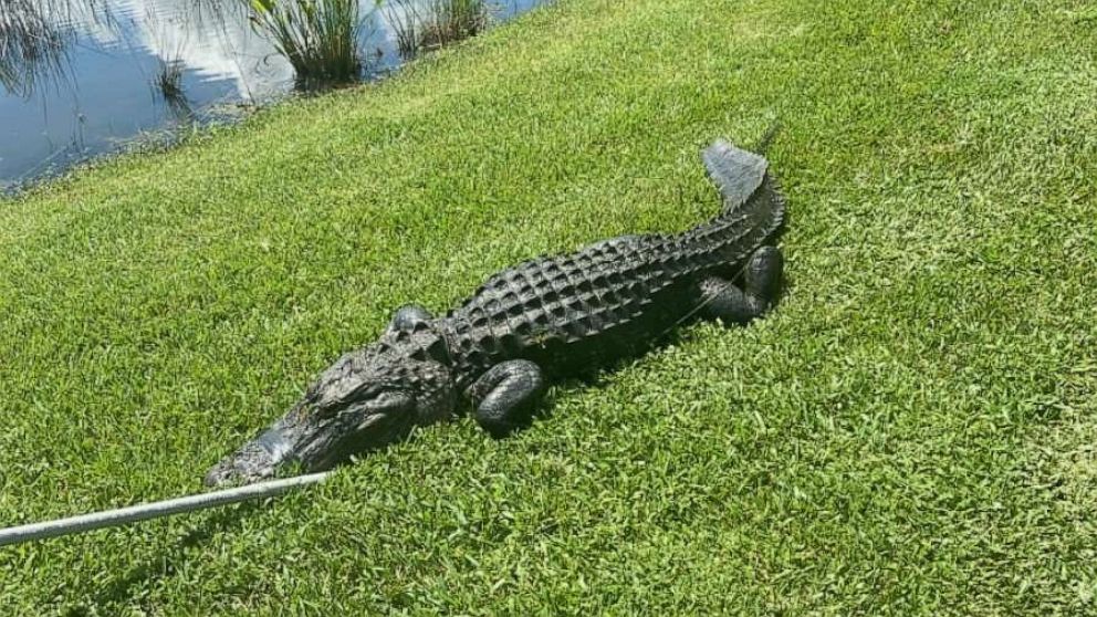 gator-suspected-in-attack-on-florida-woman-captured-tiger-wallaby-on-the-loose-in-tennessee-abc-news