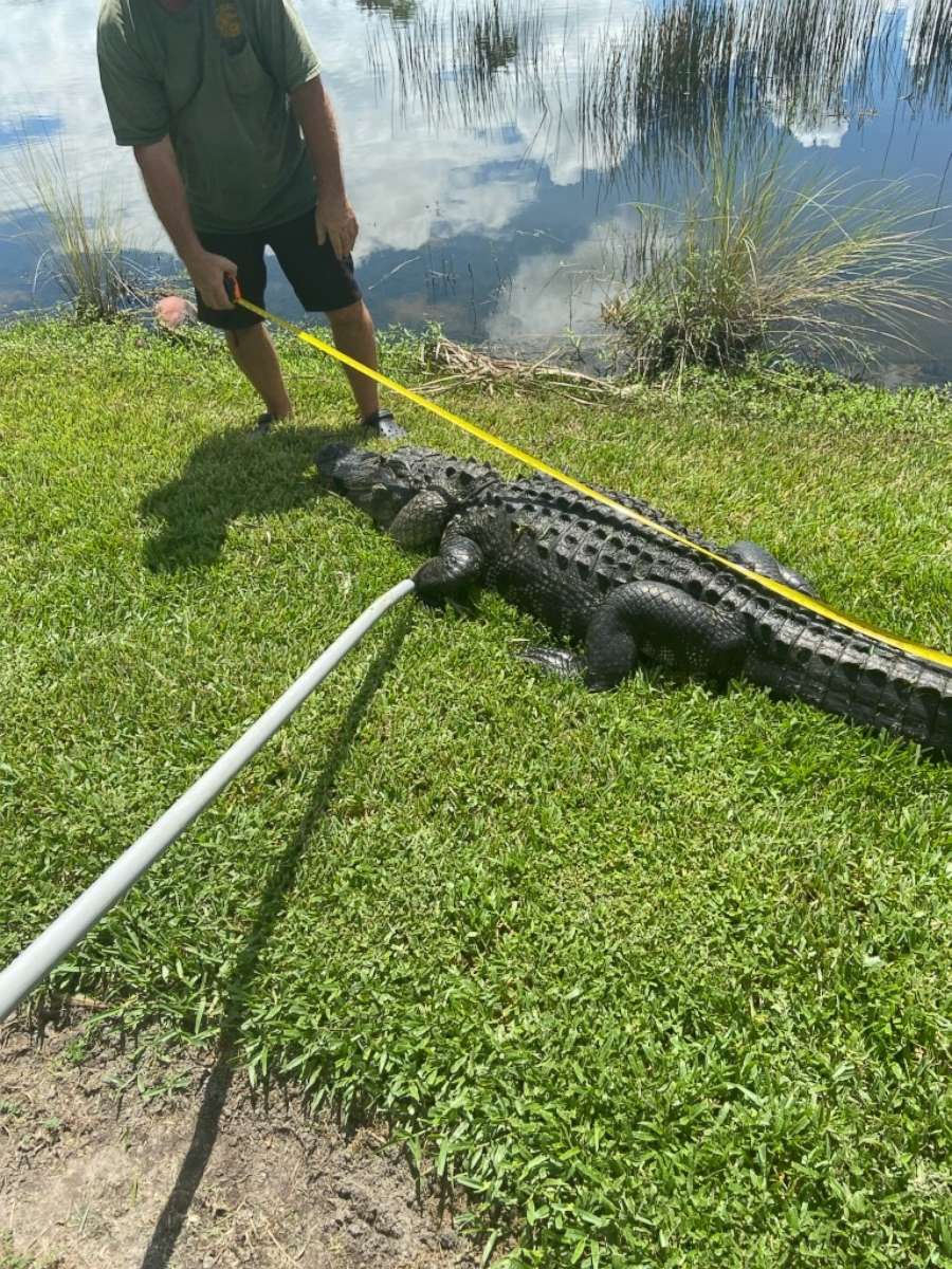 PHOTO: The suspected alligator in the attack on a 23-year-old woman at the edge of a lake is measured in Fort Myers, Fla., Sept 10, 2020.