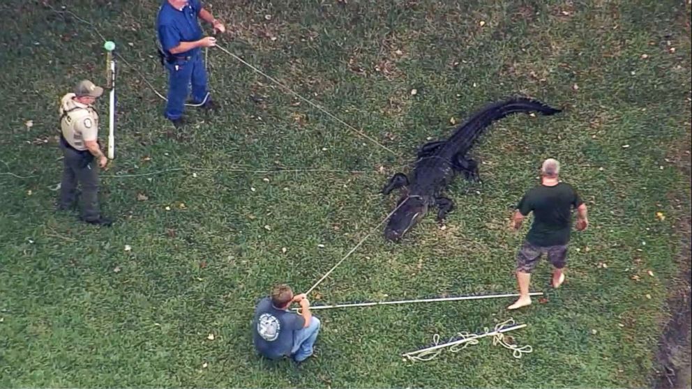 PHOTO: Trappers in Lakeland, Fla., capture an alligator that bit an 85-year-old man in the foot on Dec. 3, 2018.