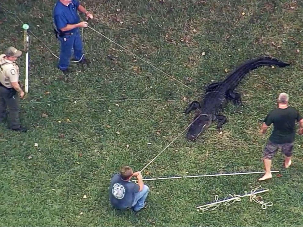 'An alligator's attacking a man' Several witnesses called 911 to