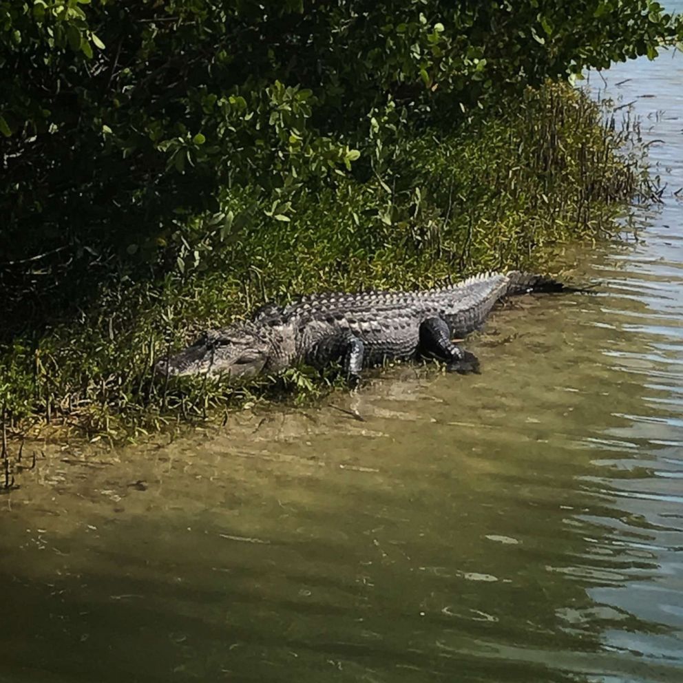 PHOTO: An alligator soaks up the sun on the edge of a tidal pond on Florida's west coast.