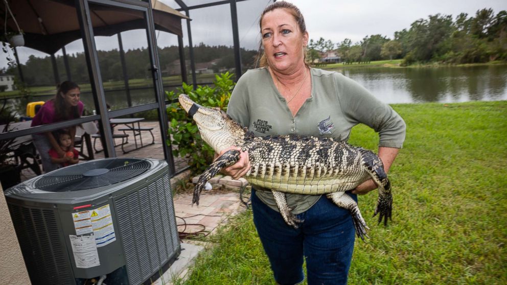 Julie Harter, grandmother, high school teacher and alligator trapper in Lakeland, Fla, carries an alligator she caught in a community pond. 