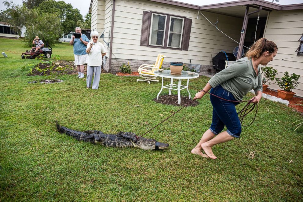 PHOTO: Julie Harter traps an alligator that was living in a community pond.