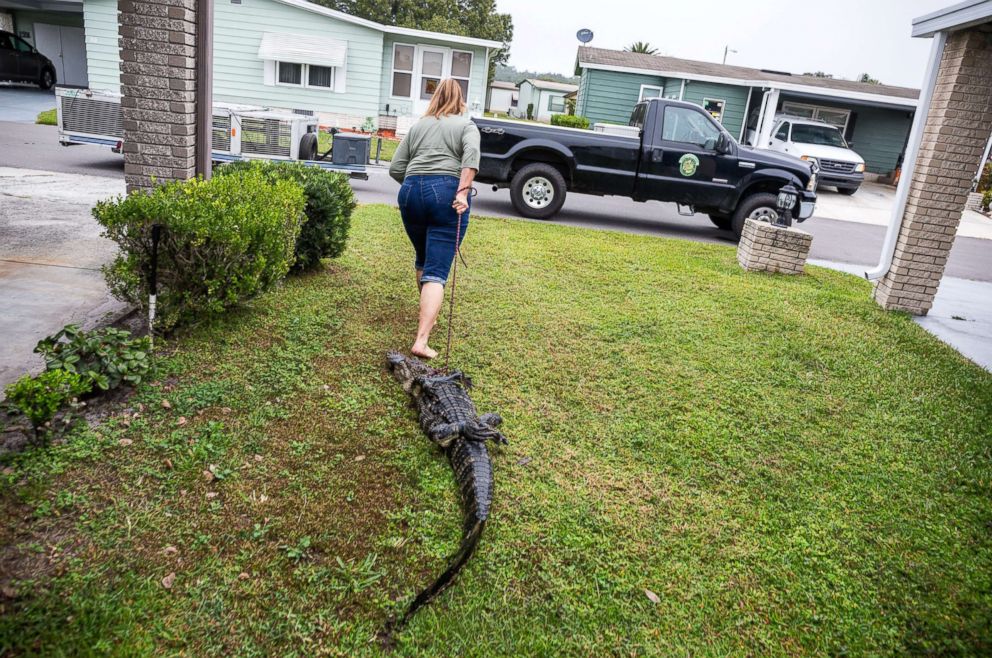PHOTO: Julie Harter, grandmother, high school teacher and alligator trapper in Lakeland, Fla., hauls away an alligator she caught that had been living in a community pond.