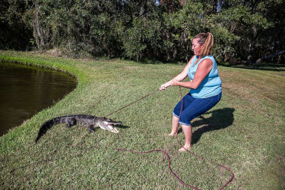 PHOTO: Julie Harter pulls an alligator from a residential freshwater pond.