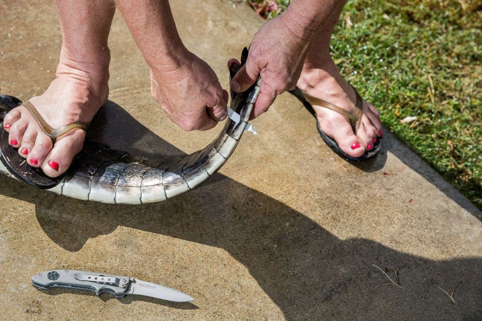 PHOTO: Julie Harter tags an alligator's tail. 