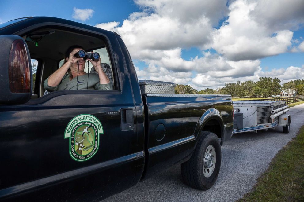 PHOTO: Julie Harter uses binoculars to look at a trap she had set days earlier, to determine if an alligator took the bait.