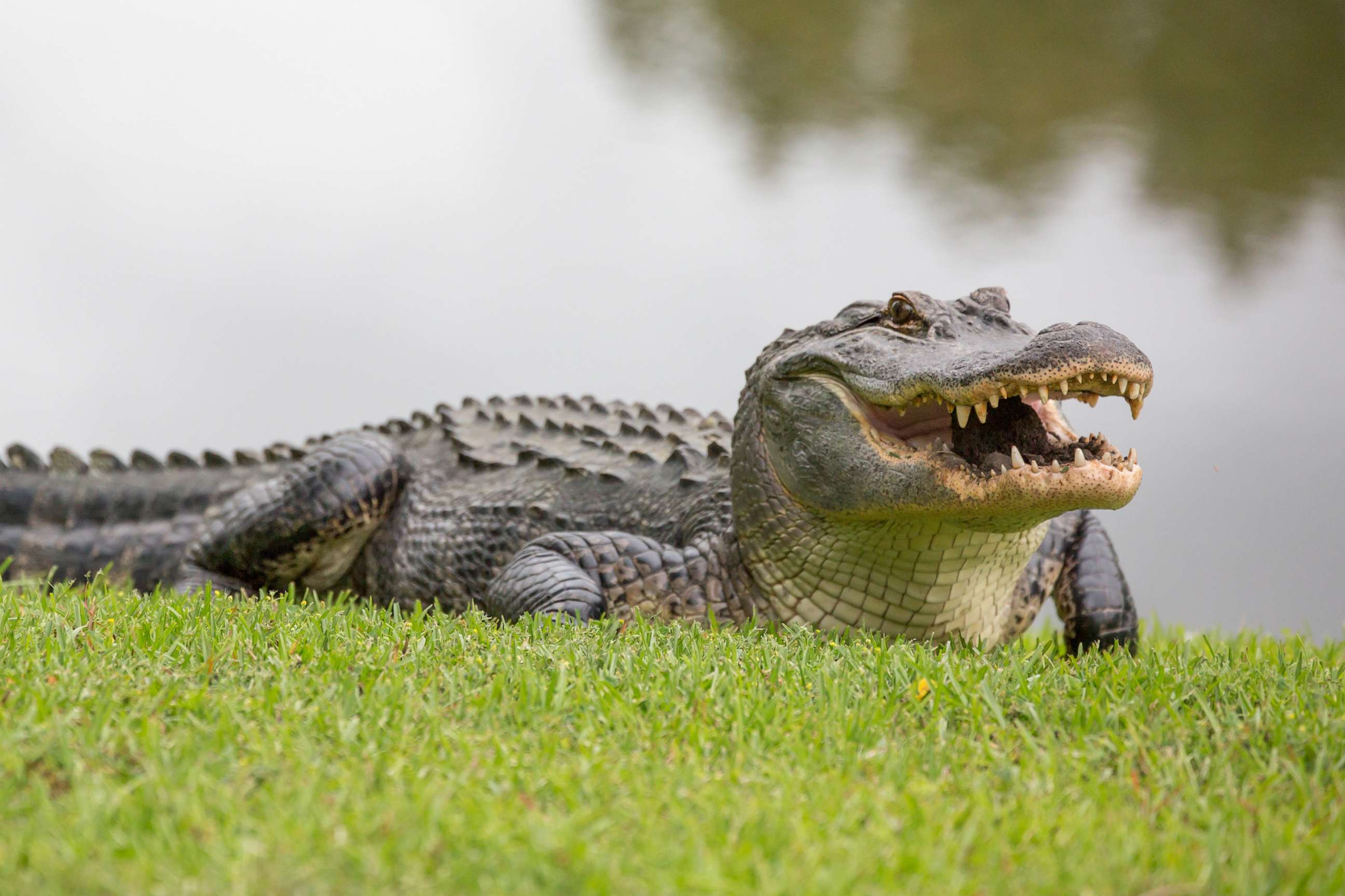 PHOTO: Alligator.