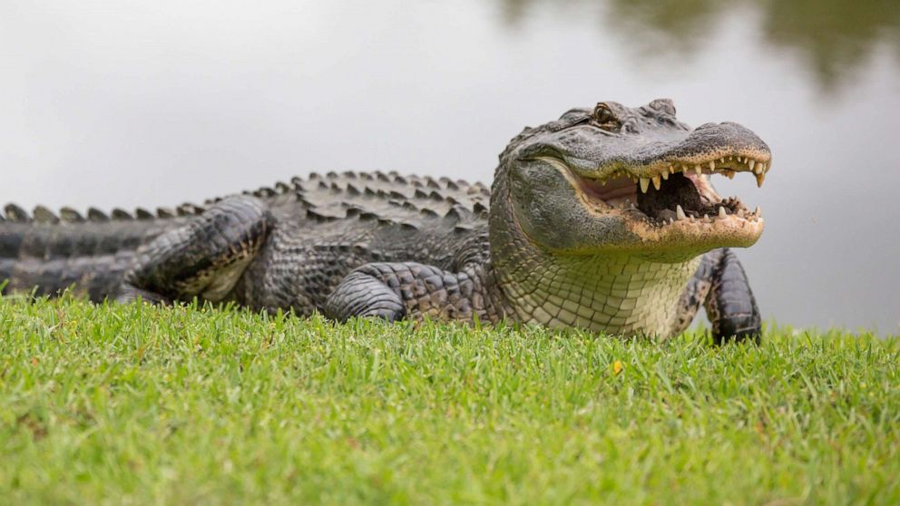 69yearold woman dies following alligator attack during her dog walk