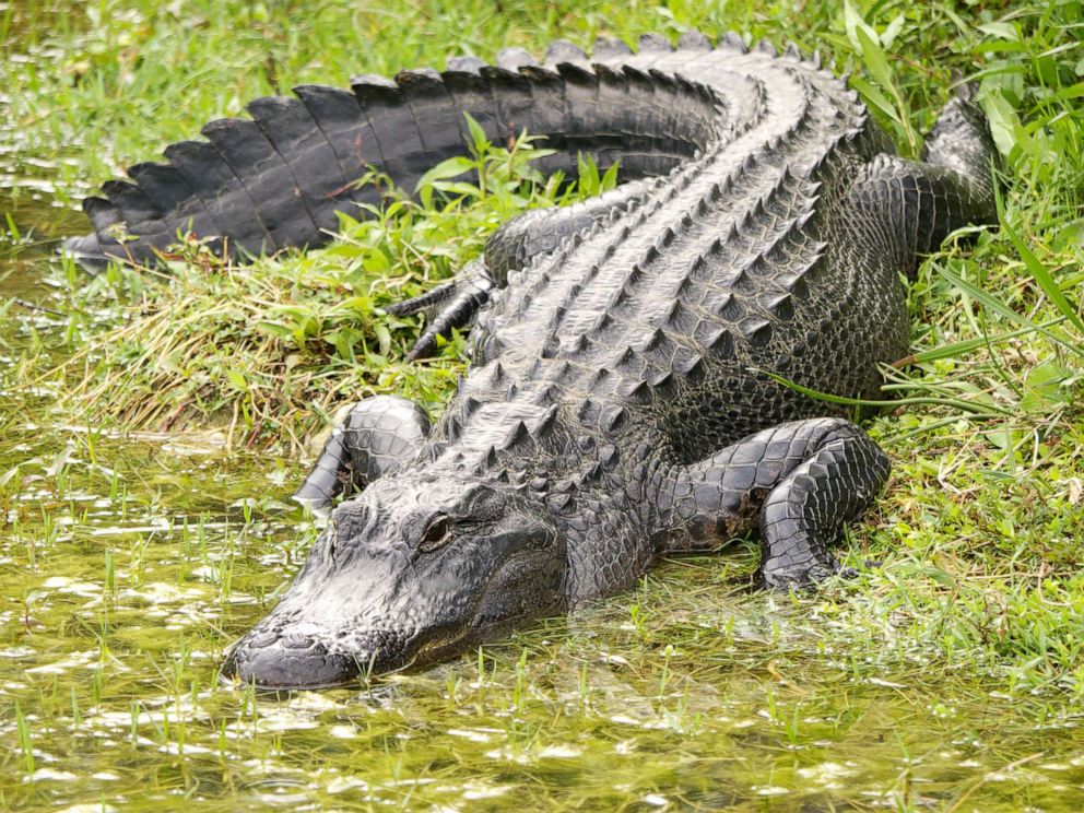 PHOTO: An alligator is pictured in this undated stock photo.