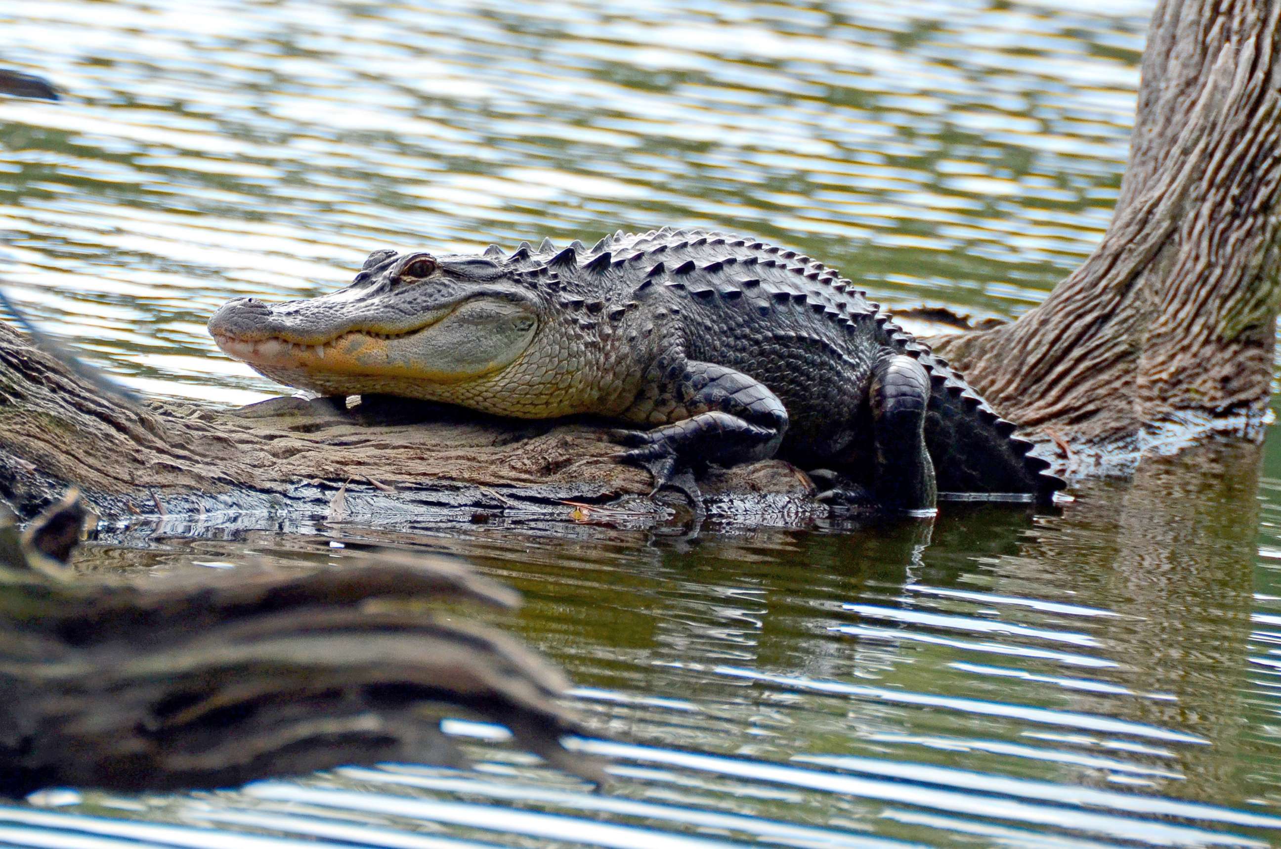 PHOTO: An alligator rests on a fallen tree in the Sea Pines Forest reserve on Hilton Head Island in this undated photo.