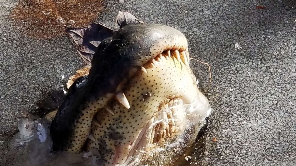 PHOTO: One of the rescued alligators peeking his nose through the ice at Shallotte River Swamp Park in North Carolina in an undated photo.