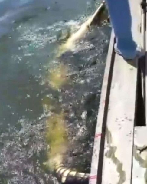 Man catches record-breaking 14-foot alligator