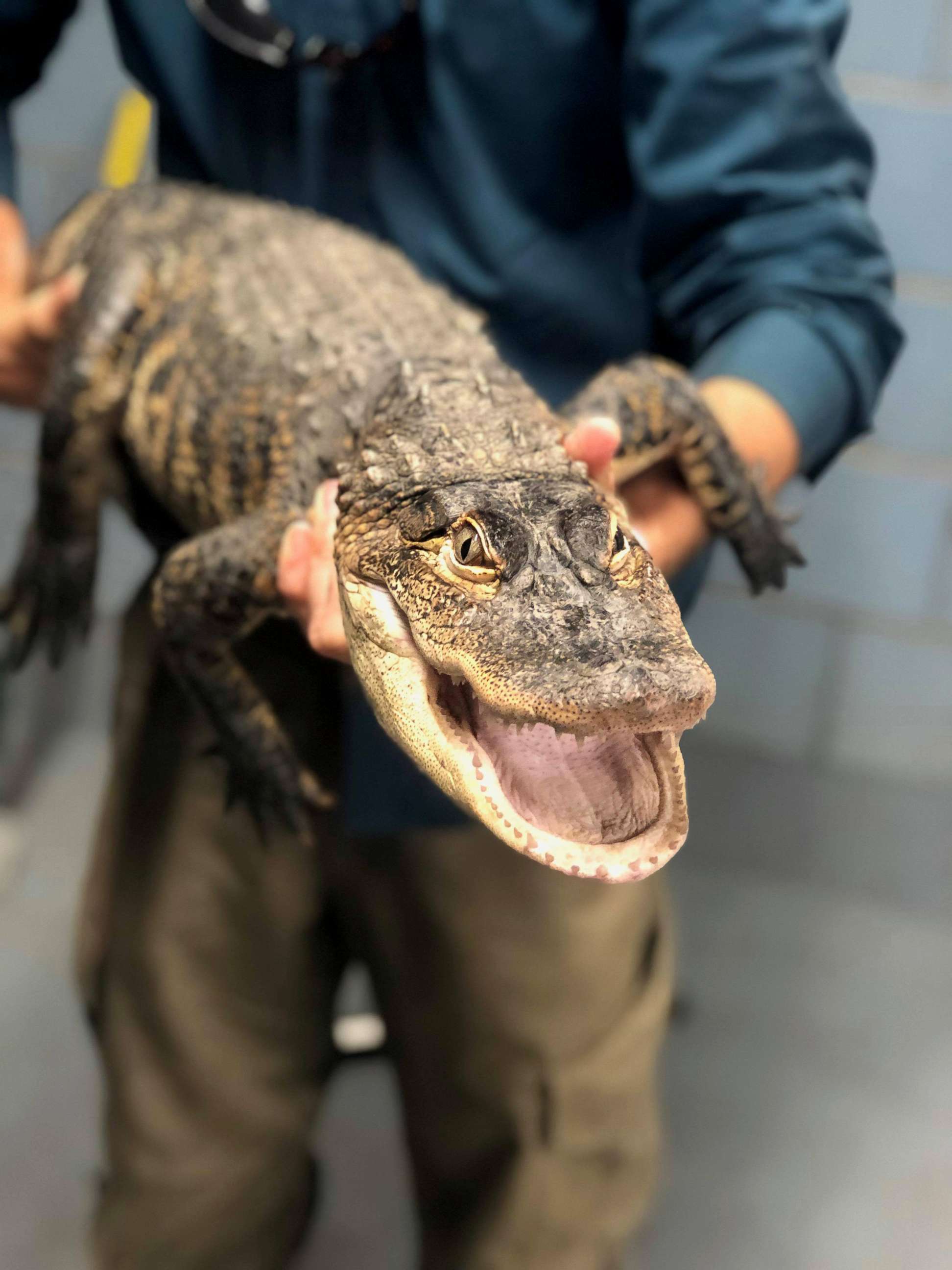PHOTO: Alligator captured in Chicago on July 16, 2019.