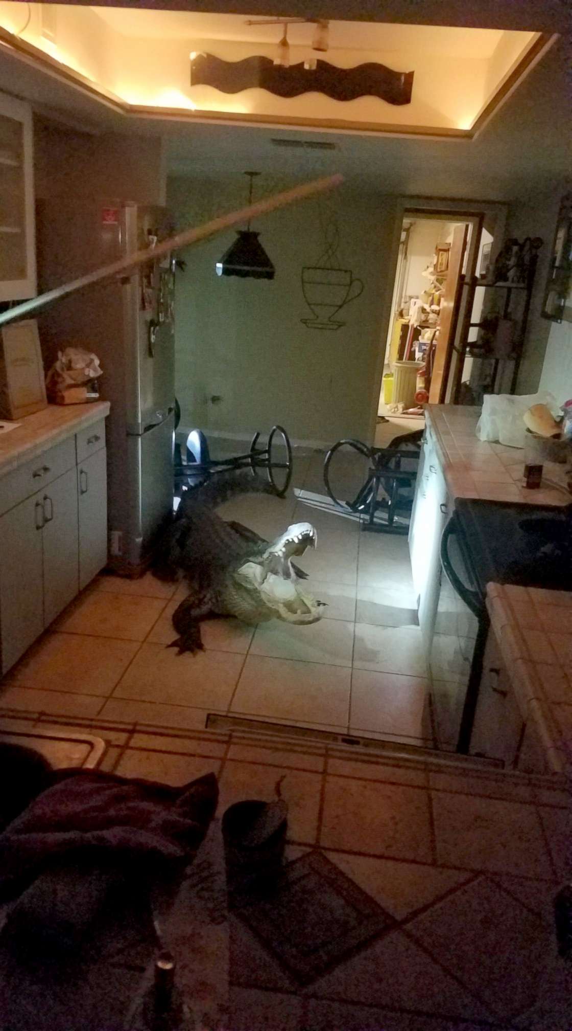 PHOTO: An 11-foot alligator broke into a home in Clearwater, Florida, on the night of May 31, 2019, according to the Clearwater Police Department. 