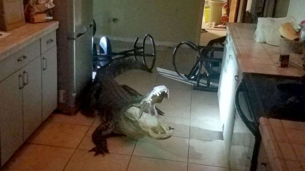 PHOTO: An 11-foot alligator broke into a home in Clearwater, Florida, on the night of May 31, 2019, according to the Clearwater Police Department. 