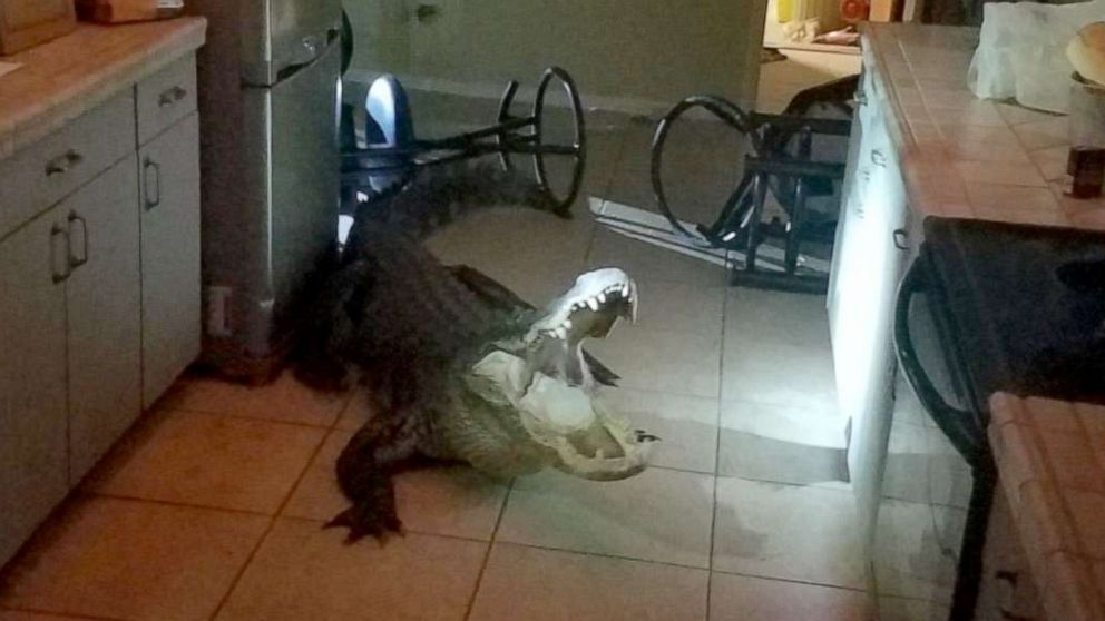 I have a gigantic alligator ... in my kitchen': 11-foot gator detained  after breaking into Florida home - ABC News
