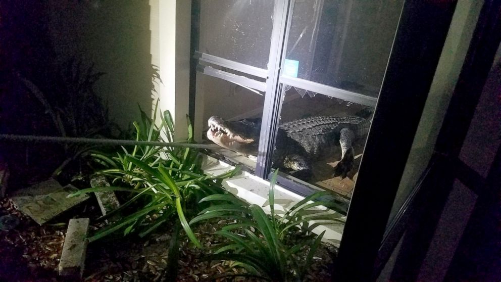 PHOTO: An 11-foot alligator broke into a home in Clearwater, Florida, on the night of May 31, 2019, according to the Clearwater Police Department. 