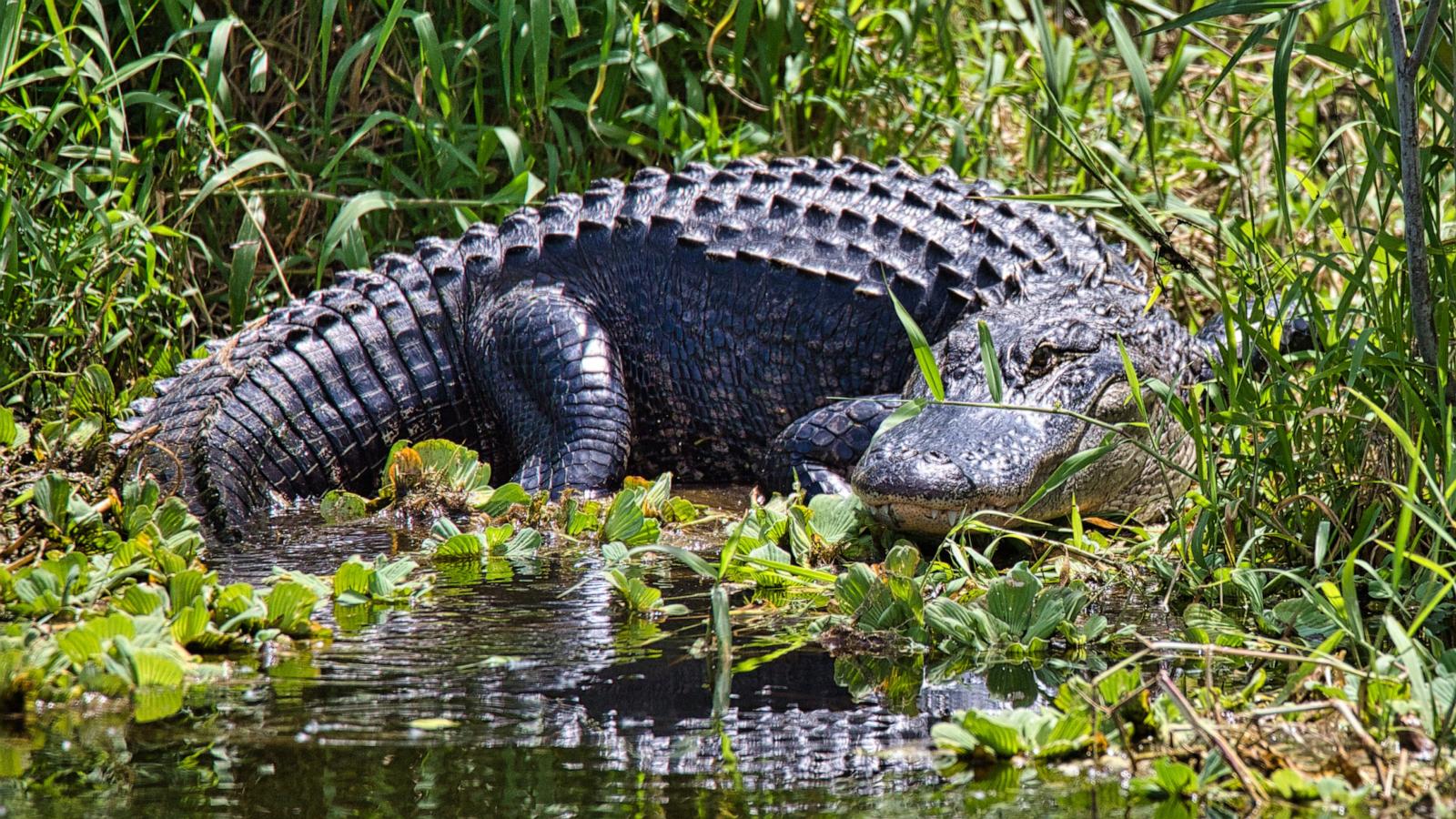 Woman bitten by alligator in Florida