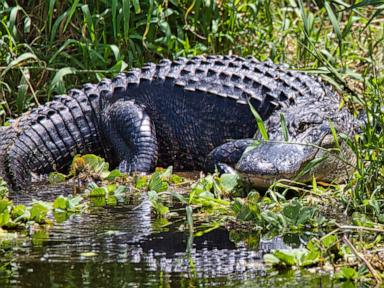 Woman bitten by alligator in Florida