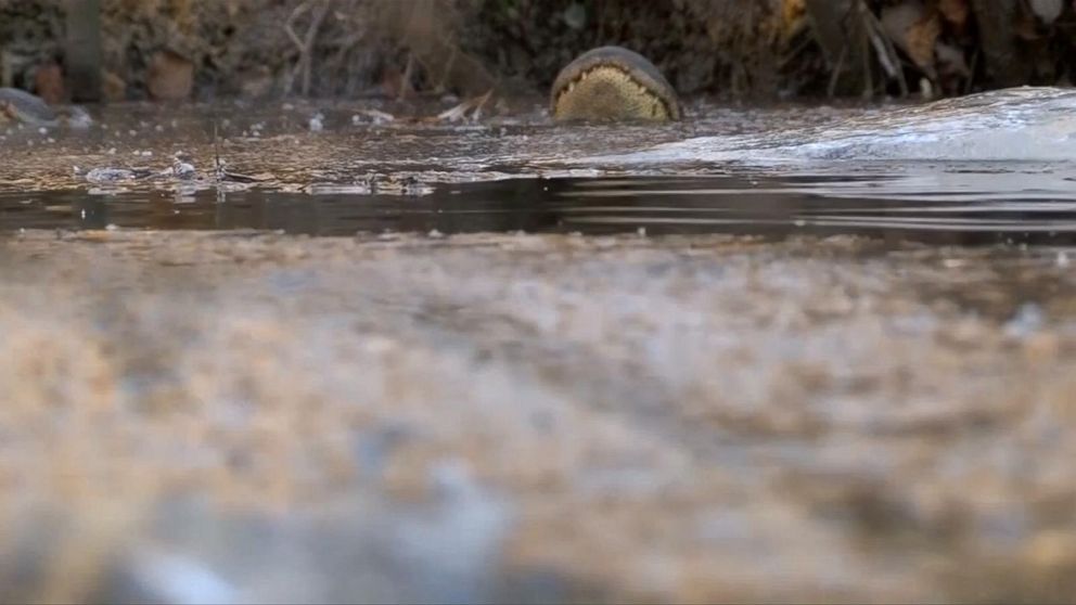 PHOTO: Alligators at Shallotte River Swamp Park can be seen poking their noses through a sheet of ice to breathe.