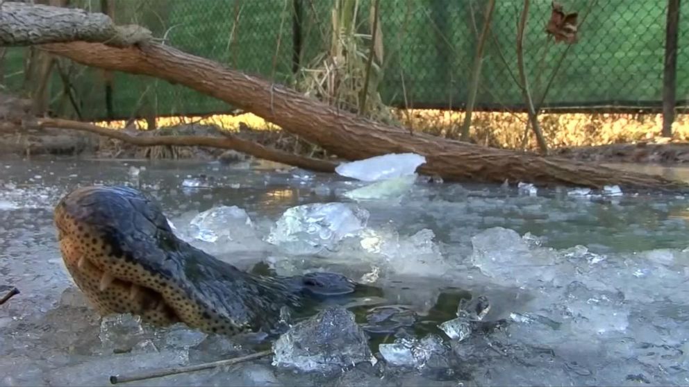 PHOTO: Alligators at Shallotte River Swamp Park can be seen poking their noses through a sheet of ice to breathe.