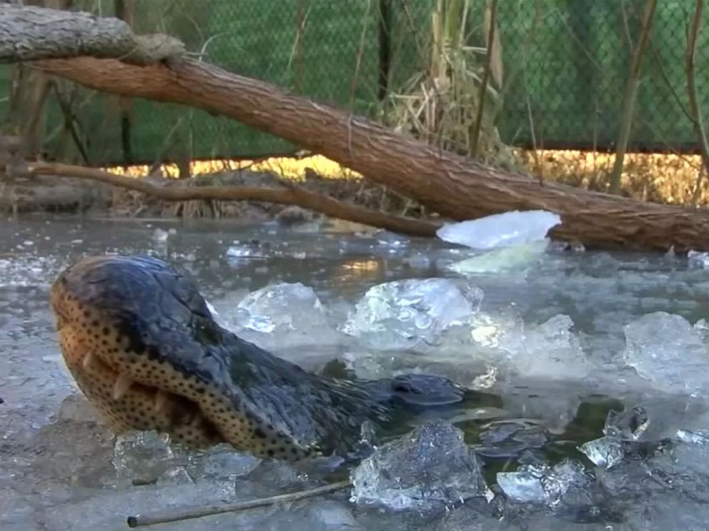 Alligators in North Carolina poke their noses through ice to survive