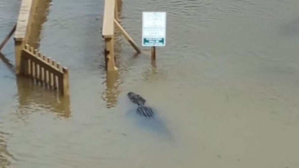 PHOTO: An alligator is seen near  a gazebo after heavy rains near Myrtle Beach, S.C.