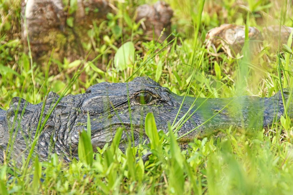 PHOTO: In this undated file photo, an American alligator is shown lurking in the grass in South Carolina.