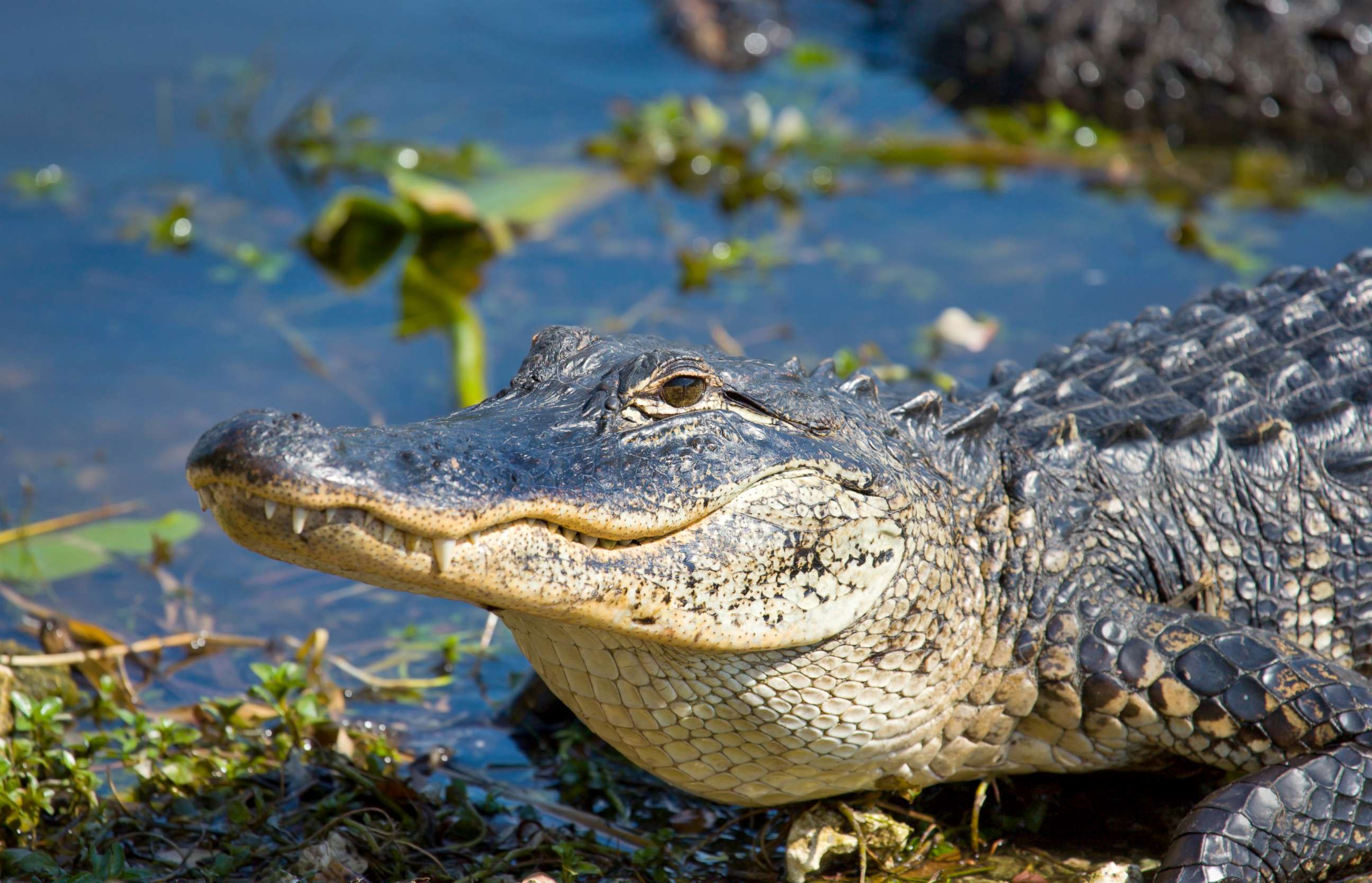 PHOTO: An alligator in Florida.