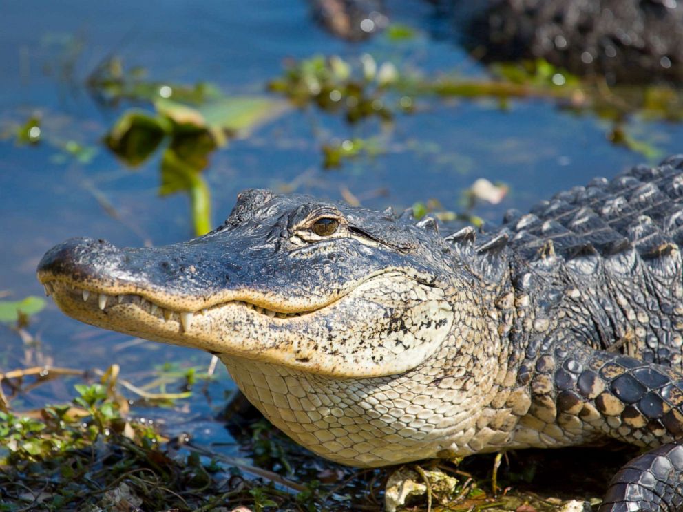 Tennessee police department clarifies that 'meth-gators' are not real ...