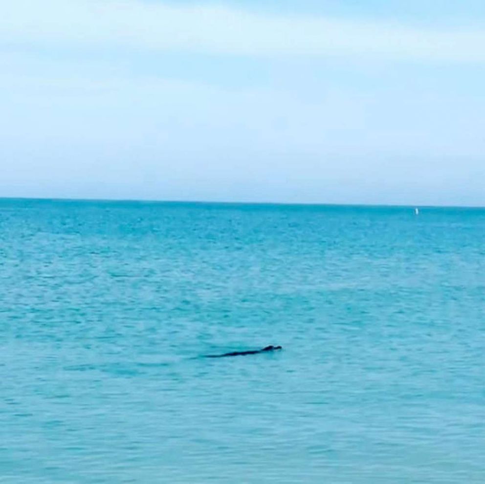 PHOTO: Island Times Cruises shared this photo of an alligator swimming in the water on their Instagram account, June 18, 2018.