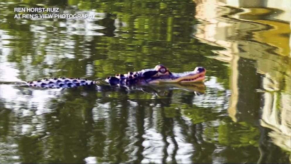 PHOTO: An alligator swims in Humboldt Park Lagoon in Chicago.