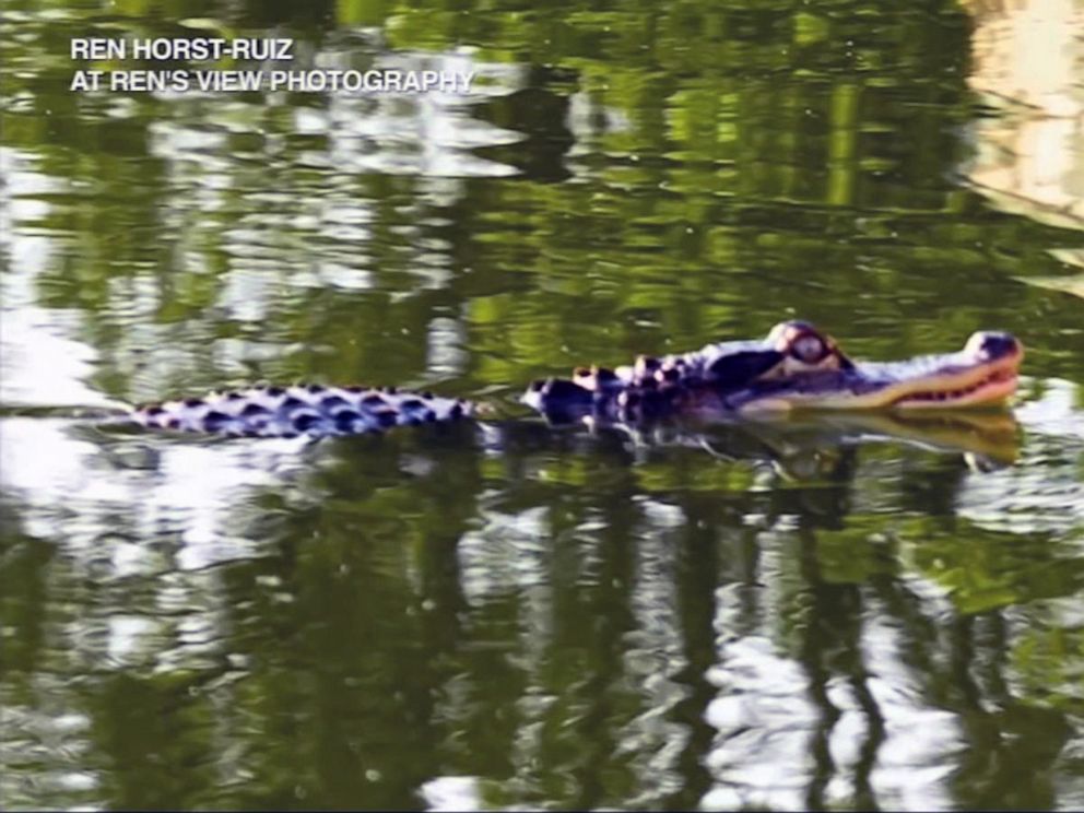 PHOTO: An alligator swims in Humboldt Park Lagoon in Chicago.