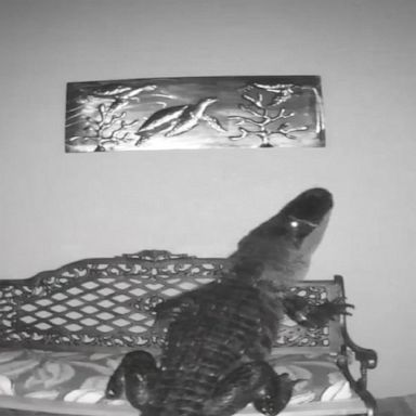 A hungry alligator tried to snap up some sea turtles off a wall-mounted plaque on the front porch of a Florida home.