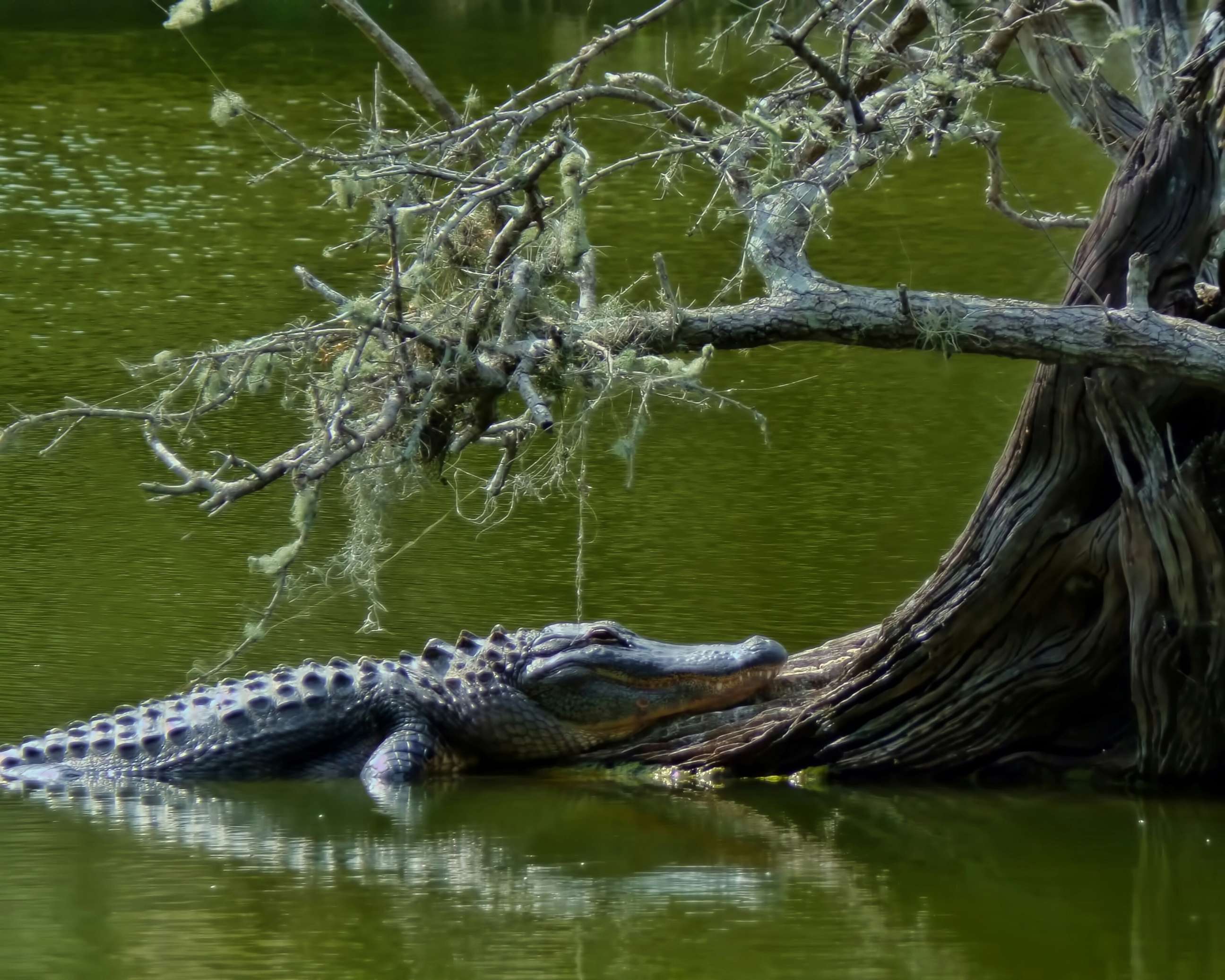 PHOTO: An alligator is seen near the base of a tree in this undated stock photo.