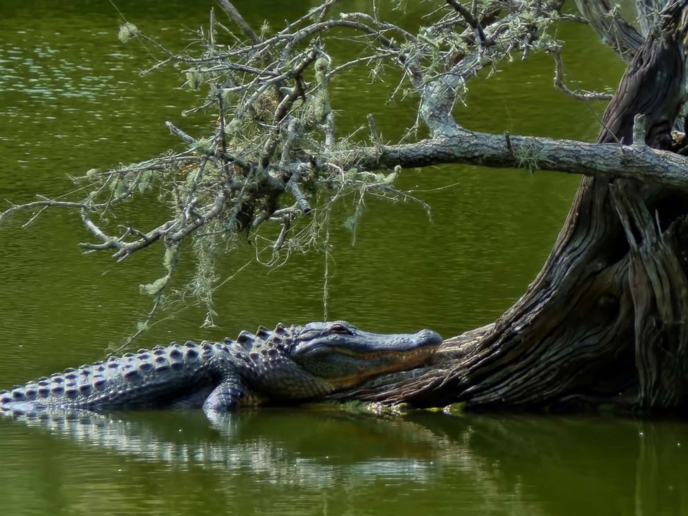   PHOTO: An alligator is seen near the base of a tree in this undated photo. 