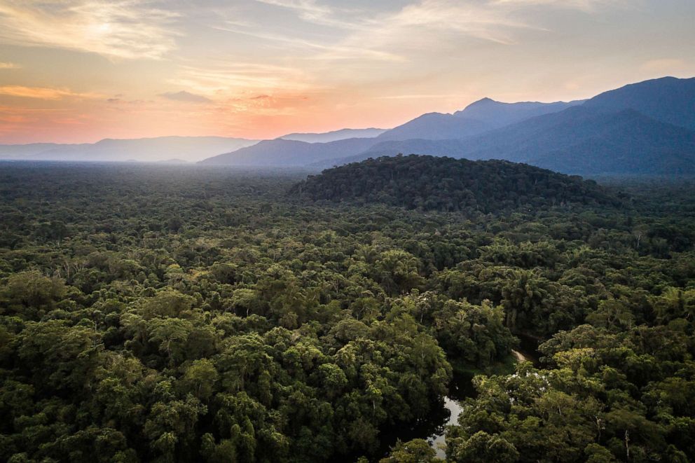 PHOTO: The rainforest in Brazil.