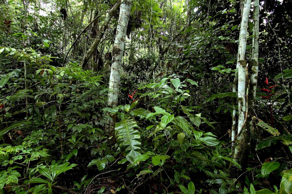 PHOTO: The tropical rain forest in northern Mato Grosso, Brazil.