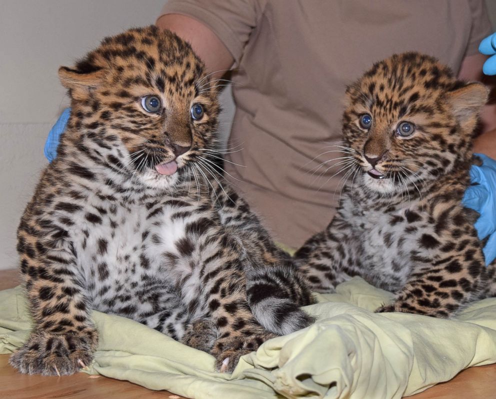 PHOTO: Two male endangered Amur leopard cubs have been born at the Brookfield Zoo in Illinois.