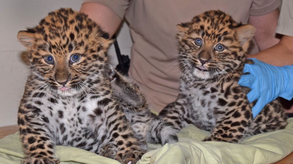 Two male endangered Amur leopard cubs have been born at the Brookfield Zoo in Illinois.