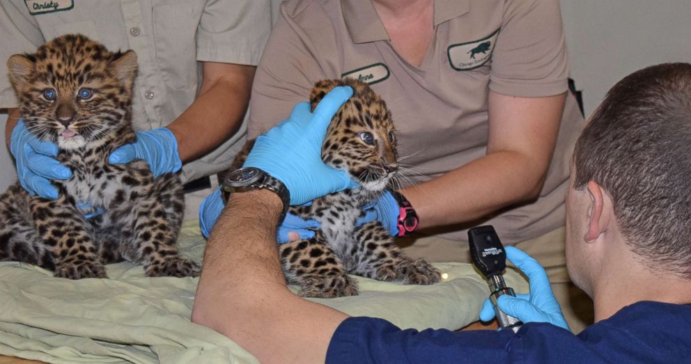 PHOTO: Two male endangered Amur leopard cubs have been born at the Brookfield Zoo in Illinois.