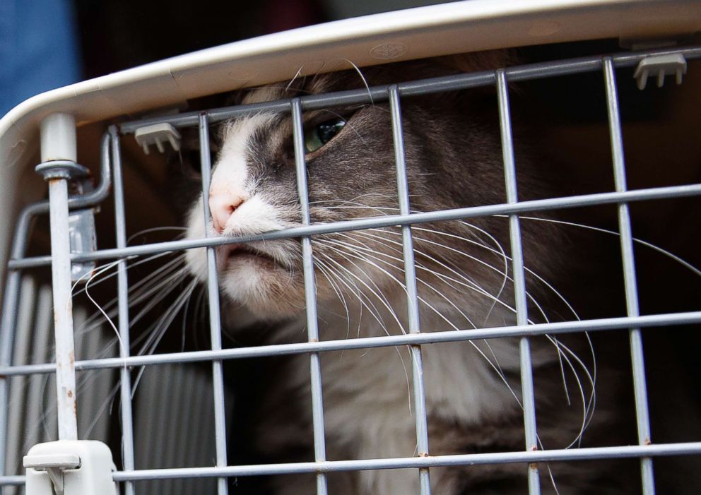 PHOTO: A long-haired tabby cat pushes against the crate door during the unloading of 26 cats and dogs from a van at Humane Rescue Alliance in Washington, Sept. 11, 2018, from Norfolk Animal Care and Control of Norfolk, Va.