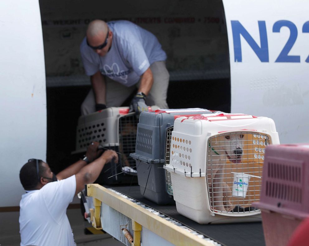 PHOTO: Pilot Derek Harbaugh places a dog in a carrier onto the ramp, as he unloaded animals from a plane, which had one hundred cats and dogs from Hammond, Louisiana, through the effort of Wings of Rescue ahead of Hurricane Sally.