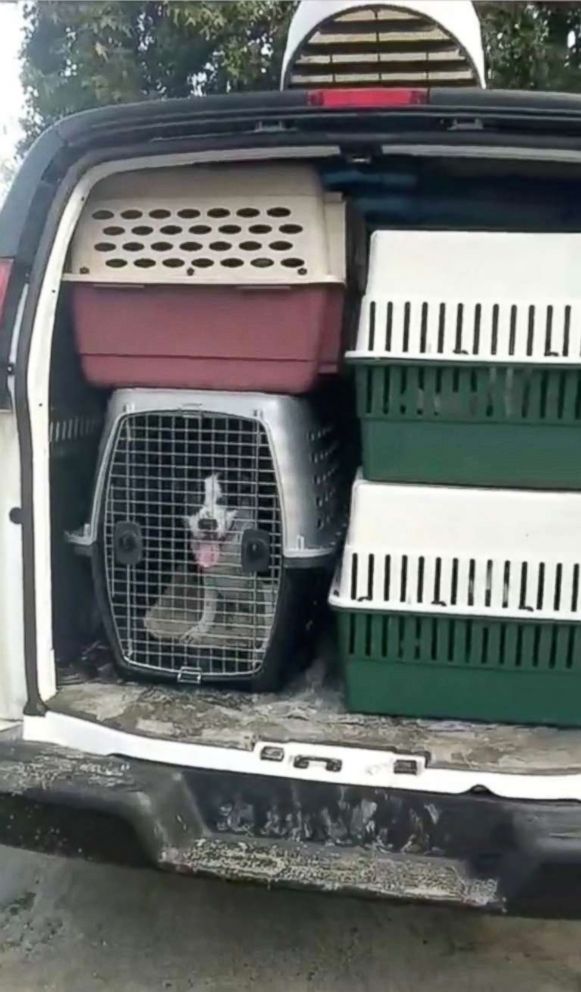 PHOTO: Dogs are being evacuated from the Dorchester Paws animal shelter, as residents prepare ahead of Hurricane Florence's descent in Summerville, S.C., Sept. 11, 2018.